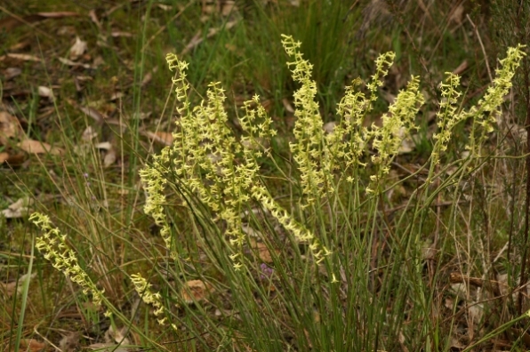 Stackhousia aspericocca